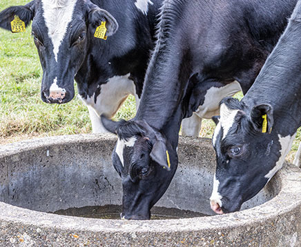 Close up image of cows drinking water from a well in a farm